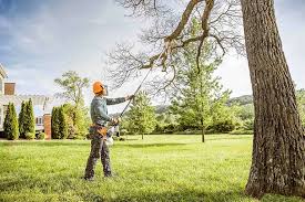 Best Tree and Shrub Care  in El Macero, CA