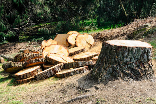 How Our Tree Care Process Works  in  El Macero, CA